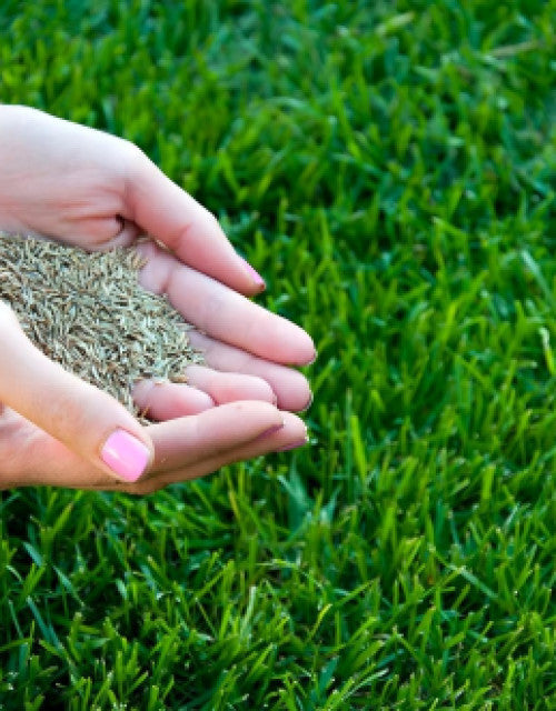 Grass Seeds With Plant Grow Supplement